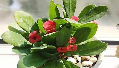 如意花的养护需求（阳光和阴凉）