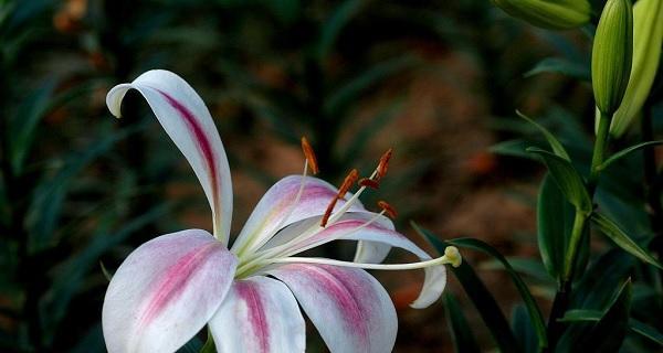 友谊之花（探索友谊之花的意义与象征）