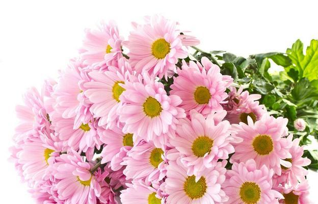 小雏菊的花语及其意义（探寻小雏菊的隐含情感和象征意义）