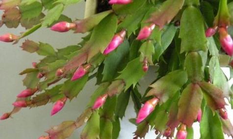 蟹爪兰花语的含义与魅力（探索蟹爪兰的花语与美丽）