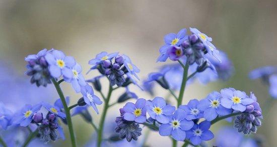 星辰花之美——花语与意义（星辰花）