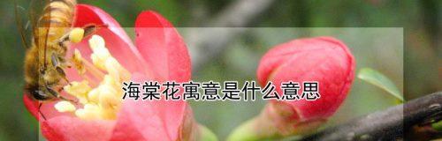 杏花之花语及寓意（古代人对杏花的称呼与意义）