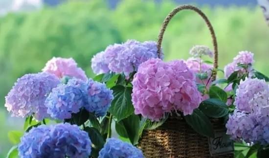 绣球花的花语与寓意（探索绣球花的象征意义和隐藏的信息）