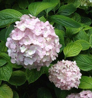 绣球花的花语与寓意（探究绣球花的象征意义及传统文化内涵）
