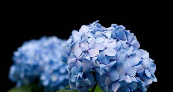 绣球花（传承千年的花语之美）