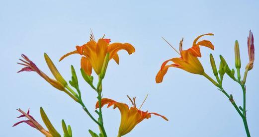 萱草花语（温暖）