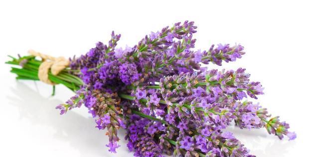 熏衣草花语的奥秘（探寻熏衣草的心灵力量）
