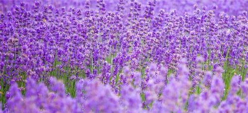 薰衣草的花语——守望与宁静（用花语品味生活的馨香）