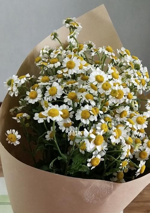 洋甘菊花语的含义及传承（探索洋甘菊花语的深层意义与应用）