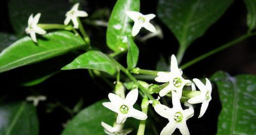 以夜来香的花语（爱情如夜来香般馥郁芬芳）