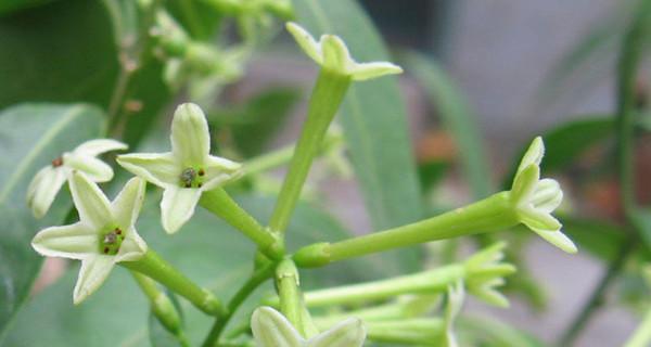 以夜来香的花语（爱情如夜来香般馥郁芬芳）