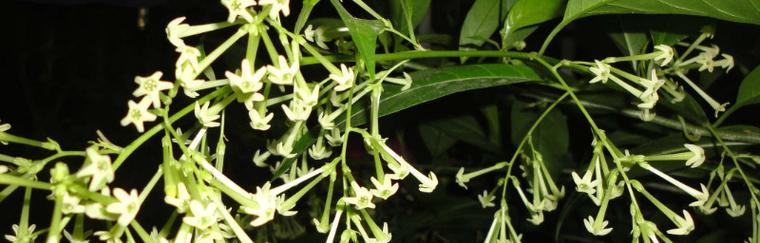 夜来香的花语及传说（传说中的夜来香花与它的花语）
