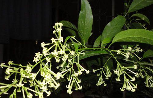 以夜来香花语之美——芳香盈室，情感挥洒（探秘以夜来香花语的含义与魅力）
