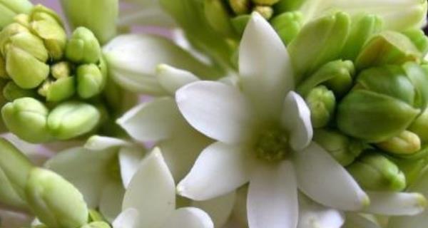 以夜来香花语之美——芳香盈室，情感挥洒（探秘以夜来香花语的含义与魅力）