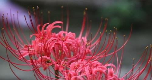 依米花的花语与意义（揭秘依米花的神秘花语）