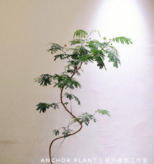 银合欢传说——花开如梦（花语中的柔情与祝福）
