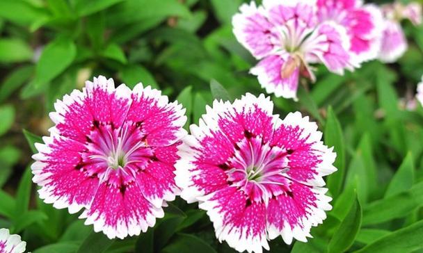 樱花草的花语之美（传递梦幻与纯真的花语之语）