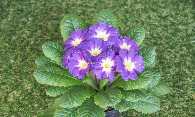 樱花草花语（樱花草的五彩斑斓）