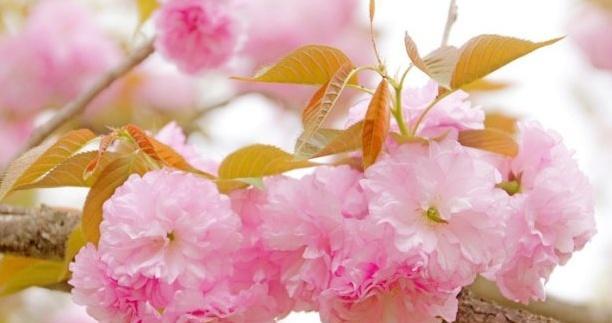 樱花盛开，传递爱与希望（樱花的花语和寓意）