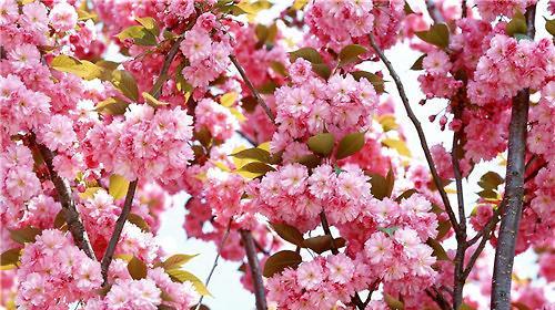 樱花的花语与美丽传说（樱花的花语及其传统文化意义）