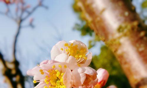 樱桃花的花语及其寓意（饱含深情的“花开花落”——樱桃花的美丽与哲理）