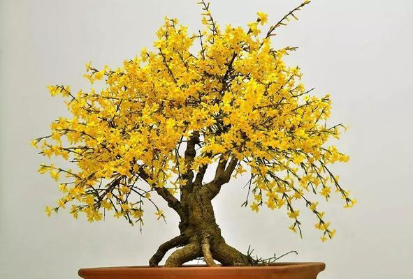 迎春花的花语与象征意义（一朵花）