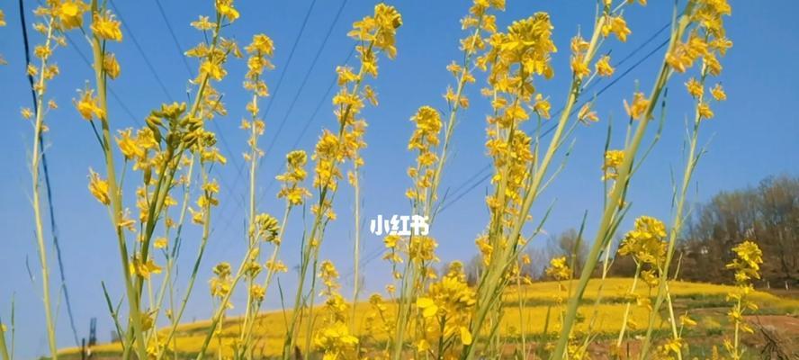 油菜花的文化背景（探寻油菜花的花语和文化意义）