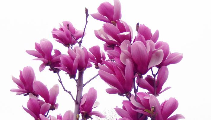 玉兰花的寓意和象征（探索玉兰花的美丽象征与深刻意义）