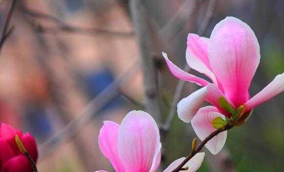 玉兰花语的象征意义与传承（探寻玉兰花背后的文化符号）