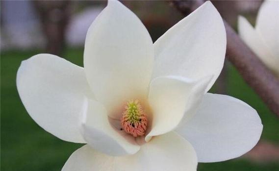 玉兰花的深意与传承（绽放生命之美）