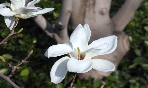 玉兰花的深刻寓意（探索玉兰花的象征意义与文化价值）