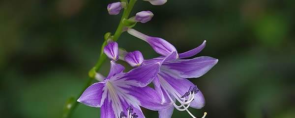 以玉簪花的花语与寓意（探索玉簪花的隐含意义）