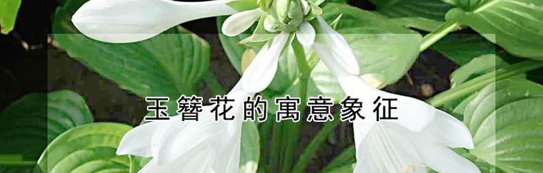 以玉簪花的花语与寓意（探索玉簪花的隐含意义）