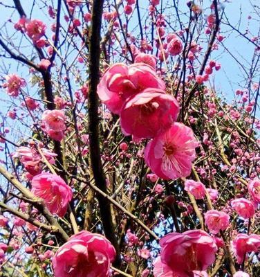 冬日梅花的象征意义与作用（探寻梅花在冬天中的美丽和寓意）