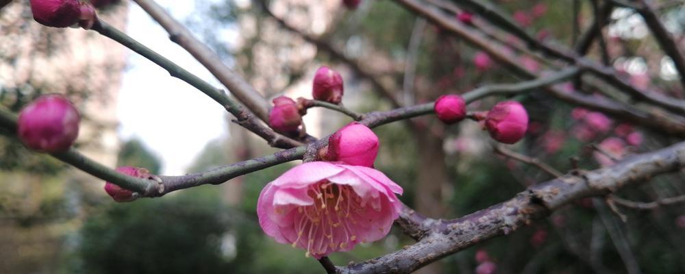 冬日梅花的傲立（寒冷中的芬芳和力量）