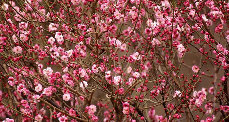 冬日梅花的傲立（寒冷中的芬芳和力量）