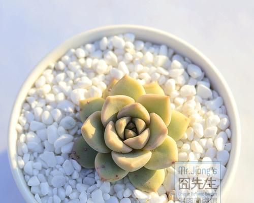 多肉白牡丹花语（探索多肉白牡丹花语的深层寓意）