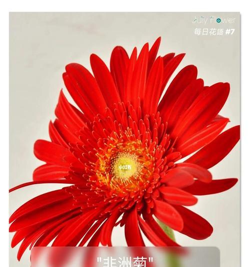 非洲菊花语与风水的奇妙关联（探寻非洲菊花的隐秘讯息和风水带来的福祉）