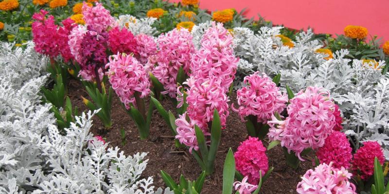 风信子粉色花语（以风信子粉色花语为线索）