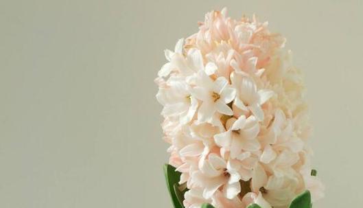风信子花语的意义与传承（从古至今）