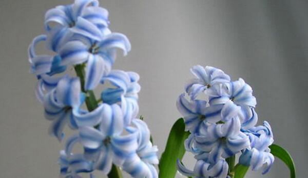 风信子花语的意义与传承（从古至今）
