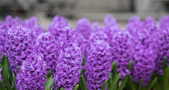 风信子花语及特性解析（深入了解风信子花语和特性）