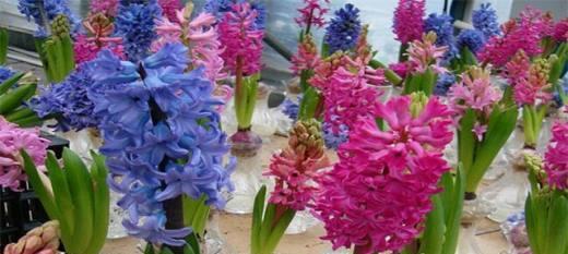 风信子花语（以风信子花语为线索）