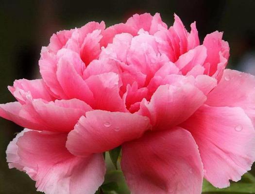 富贵叶子花语之丰盛与繁荣（以叶子为镜）
