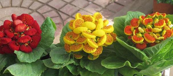 富贵叶子花语之丰盛与繁荣（以叶子为镜）
