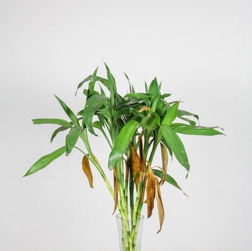 富贵竹开花（富贵竹开花的神奇变化和美好寓意）