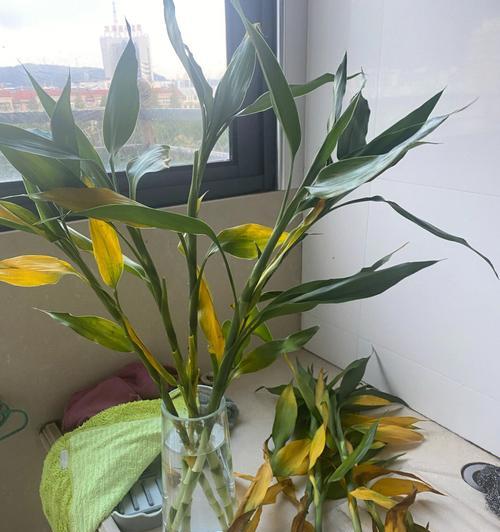富贵竹开花（富贵竹开花的神奇变化和美好寓意）