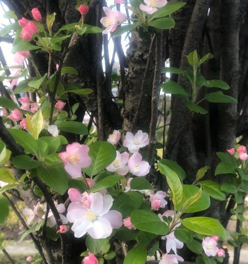 格里海棠花的意义与象征（用花朵诉说爱情）