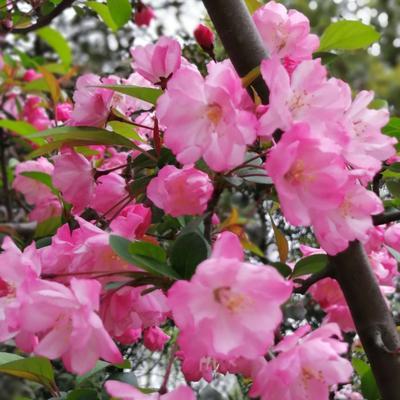 格里海棠花的意义与象征（用花朵诉说爱情）