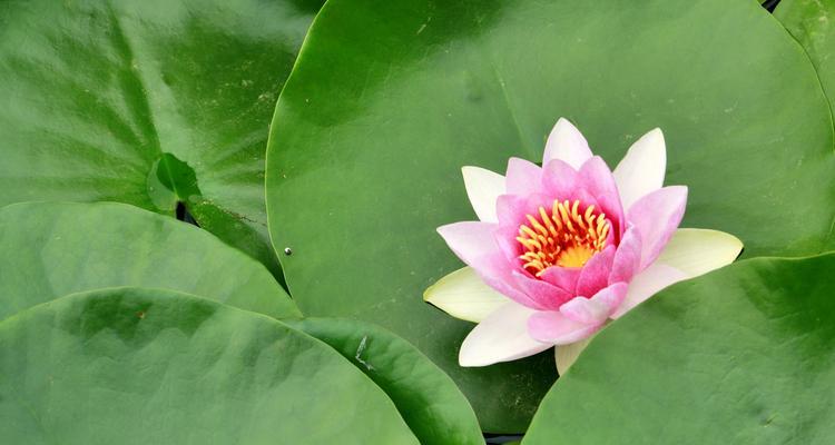 缘起水波间，各色睡莲花语（探寻睡莲花语的世界）
